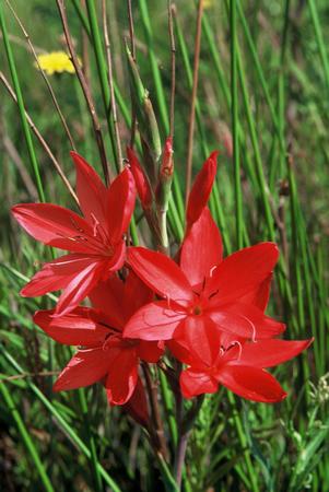 Hesperantha Coccinea - Indigenous South African Bulb - 10 Seeds