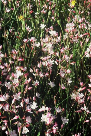 Hesperantha Cucullata - Indigenous South African Bulb - 10 Seeds