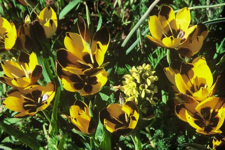 Hesperantha Vaginata - Indigenous South African Bulb - 10 Seeds