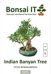 Bonsai IT - Indian Banyan Tree - Ficus bengalhensis - Kit 8