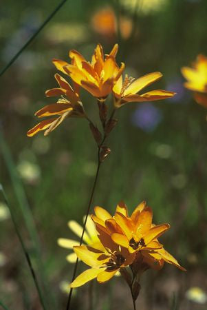 Ixia Dubia - Indigenous South African Bulb - 10 Seeds