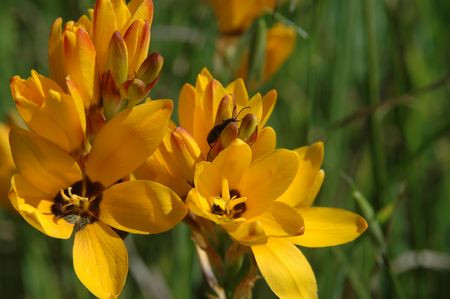 Ixia Maculata - Indigenous South African Bulb - 10 Seeds