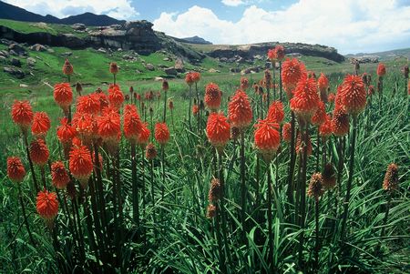 Kniphofia Linearifolia - Indigenous South African Bulb - 10 Seeds