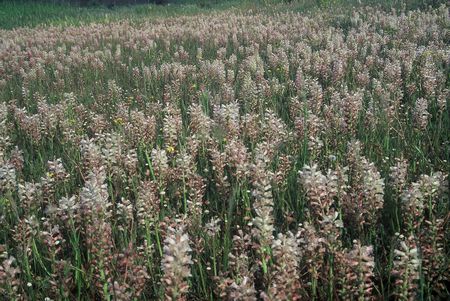 Lachenalia Alba - Indigenous South African Bulb - 10 Seeds