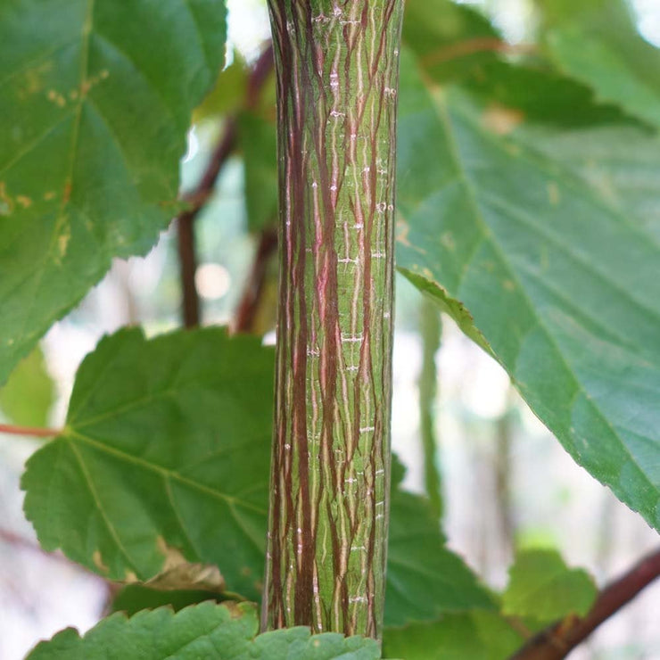 Davids Maple / Snakebark Maple - Acer davidii - Exotic Bonsai Tree - 5 Seeds