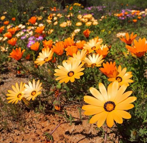 Mixed Colour African Daisy - Dimorphotheca Mixed Colours - Indigenous South African Annual - 100 Seeds