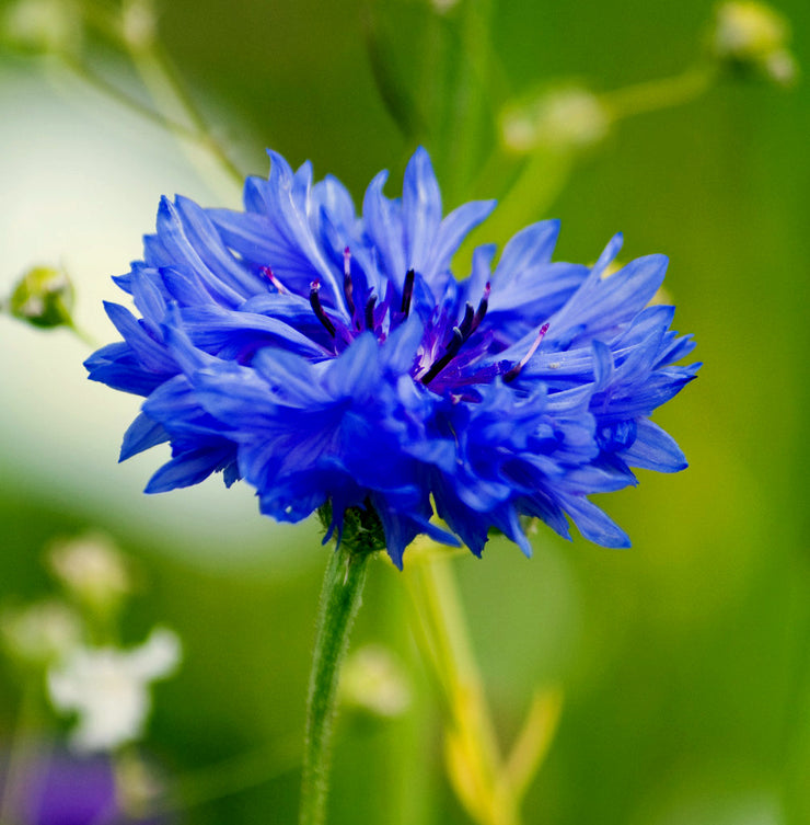 Cornflower Blue Boy / Bachelor Buttons - Bulk Flower Seeds