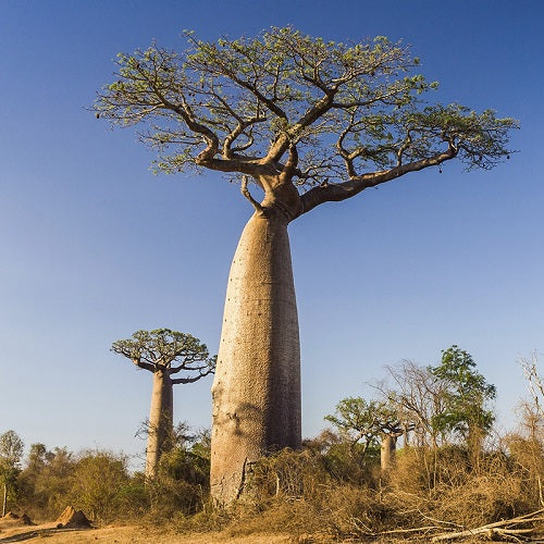 Seed Grown Kit No.5 - African Baobab - Adansonia digitata - Complete Tree Growing Kit