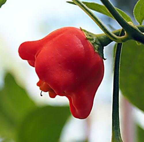 Bishops Crown Chilli Pepper - Capsicum Baccatum - 20 Seeds