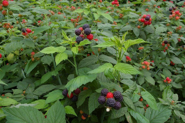 Black Raspberry - Fruit Shrub - Rubus leucodermis - 5 Seeds
