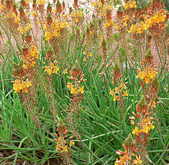 Bulbine Frutescens - Indigenous South African Succulent - 10 Seeds