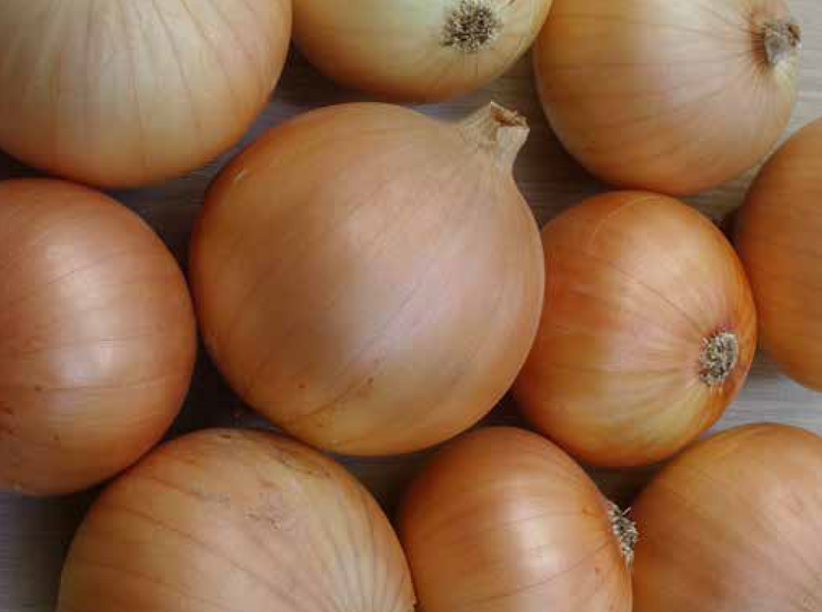 Capricio Onion - Allium cepa - 100 Seeds
