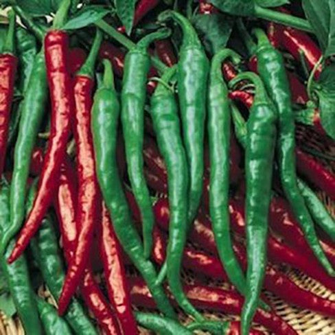 Long Slim Cayenne Chilli Pepper - Bulk Vegetable Seeds - 20 grams