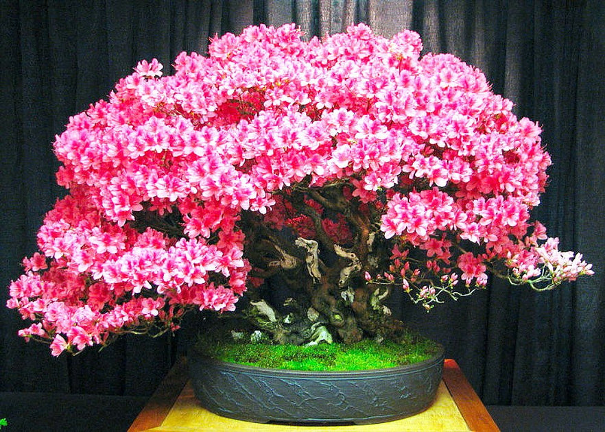 redbud bonsai tree Chinese Redbud - Cercis Chinensis Seeds