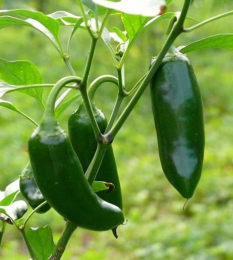 Jalapeno Grande Chilli Pepper - Capsicum Annuum - 10 Seeds