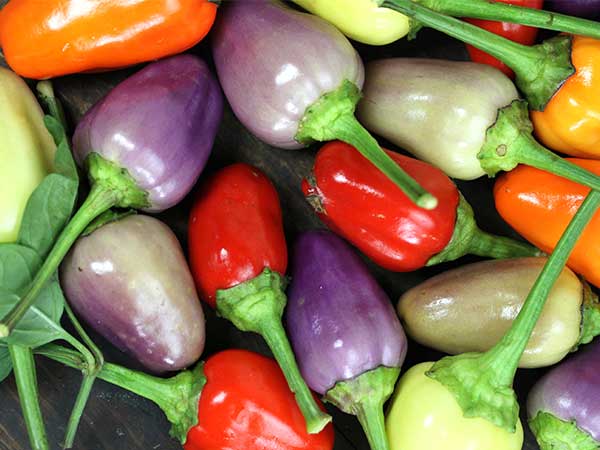 Chinese 5 Colour Chilli Pepper - Capsicum annum - Heirloom Vegetable - 10 Seeds
