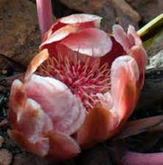Protea cordata - Indigenous South African Protea - 5 Seeds
