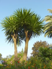 Cabbage Palm - New Zealand Cabbage Tree -Cordyline australis - Exotic Tree - 20 Seeds