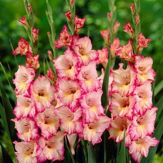 Gladiolus - Gladioli - Dolce Vita- Flower Bulbs (Not Seeds)