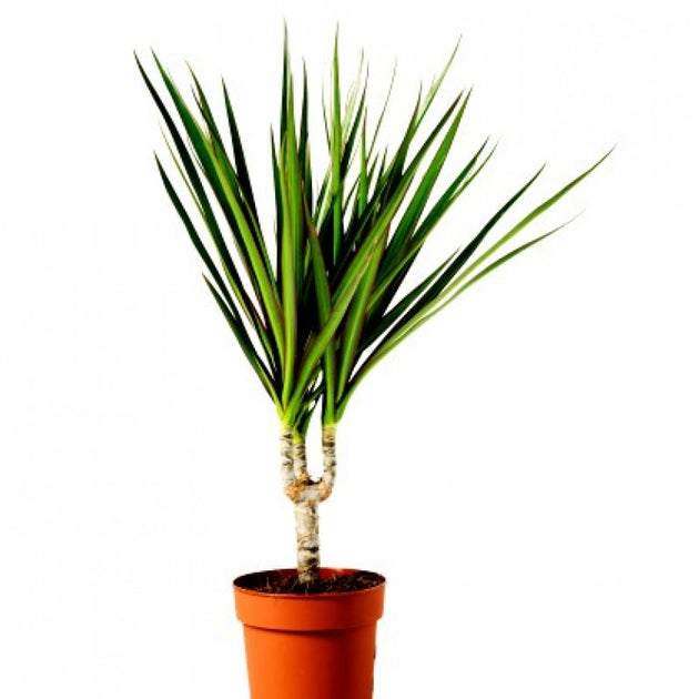 dracaena south africa Dracaena draco - Canary Islands dragon tree Seeds
