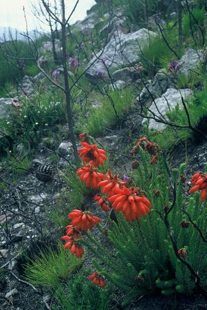 Erica Cerinthoides - Indigenous South African Heath Shrub - 10 Seeds
