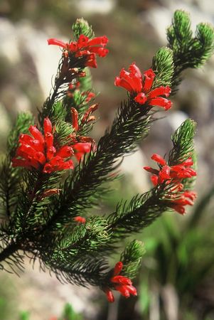 Erica Viscaria ssp Longifolia - Indigenous South African Heath Shrub - 10 Seeds