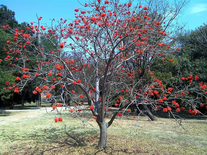 Seed Grown Kit No.1 - Coral Tree - Erythrina lysistemon - Complete Tree Growing Kit