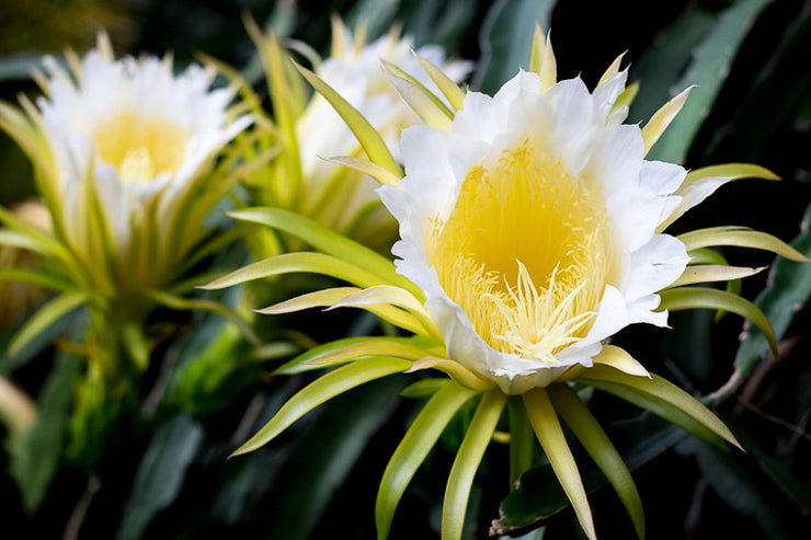 White Flesh Pitaya / Dragon Fruit - "L.A Woman" - Hylocereus undatus - Exotic Succulent Fruit - 10 Seeds