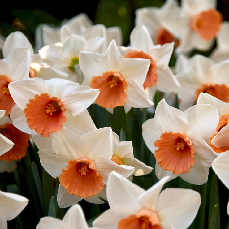 Daffodil / Narcissus Cool Flame – 5 bulbs p/pack (Bulbs - not seeds)