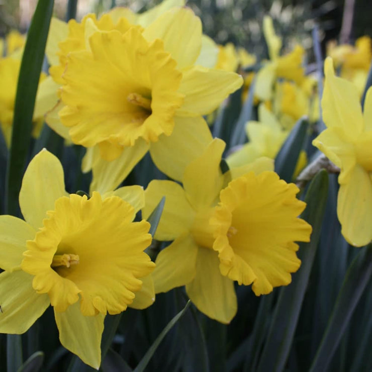Daffodil / Narcissus Flower Carpet – 5 bulbs p/pack (Bulbs - not seeds)