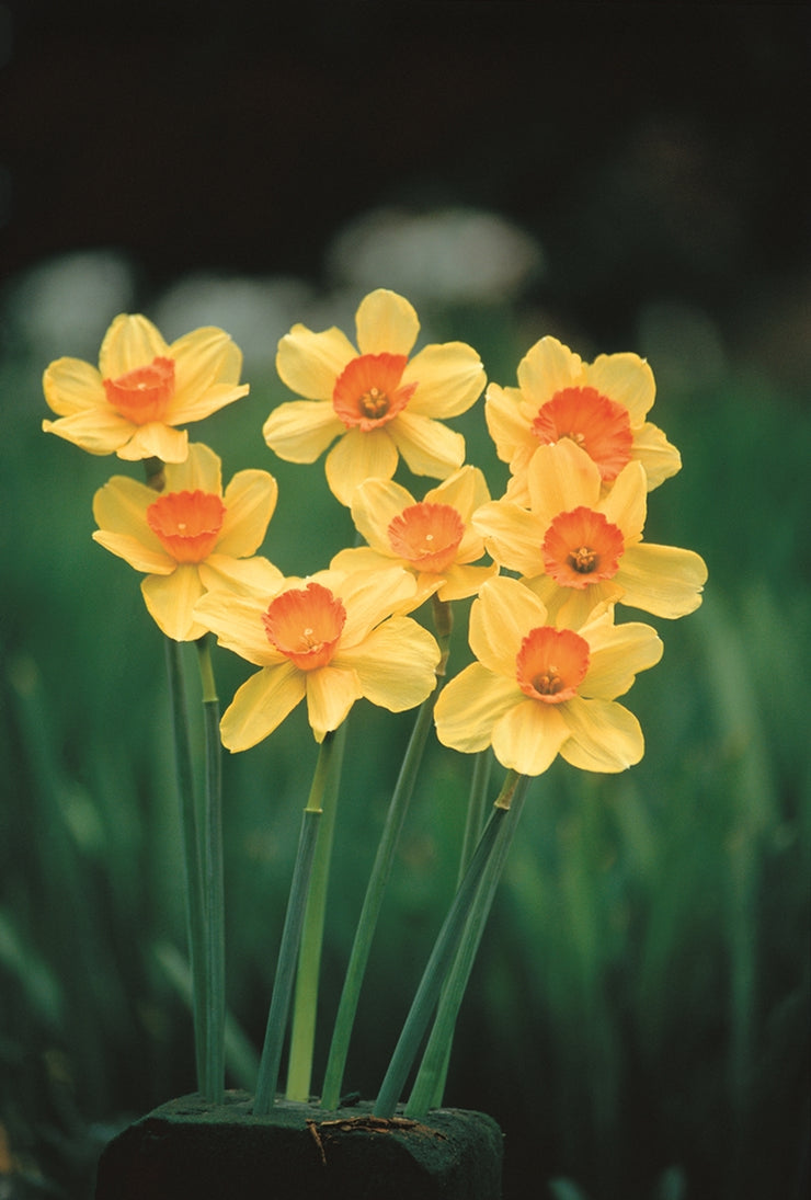 Daffodil / Narcissus Home Fires – 5 bulbs p/pack (Bulbs - not seeds)