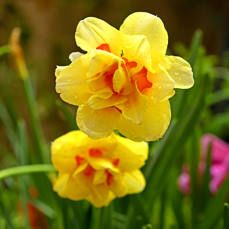 Daffodil / Narcissus Tahiti – 5 bulbs p/pack (Bulbs - not seeds)