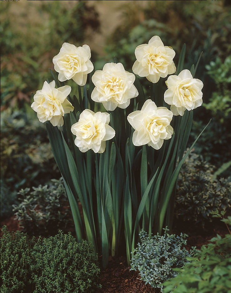 Daffodil / Narcissus Obdam – 5 bulbs p/pack (Bulbs - not seeds)