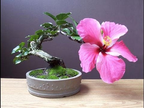 Hibiscus syriacus - Common Hibiscus - Rose of Sharon - Bonsai Tree / Shrub - 5 Seeds