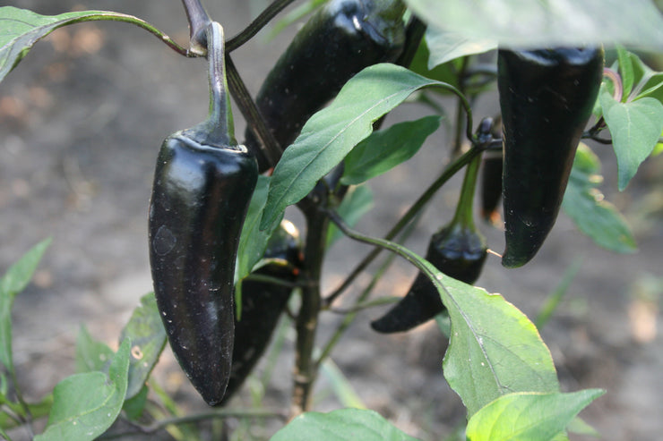 Hungarian Black Chilli Pepper - Capsicum Annuum - Chilli Pepper - 5 Seeds