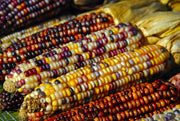 Indian Corn - Zea mays - Heirloom Vegetable - 50 Seeds