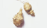 Jerusalem Artichoke Tubers - Helianthus tuberosus