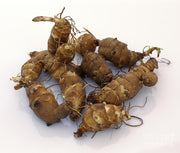 Jerusalem Artichoke Tubers - Helianthus tuberosus