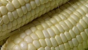 Kalahari  Green Early Pearl maize  - ORGANIC - Heirloom Vegetable - 10 Seeds