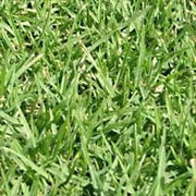 Kikuyu Lawn / Grass Seed