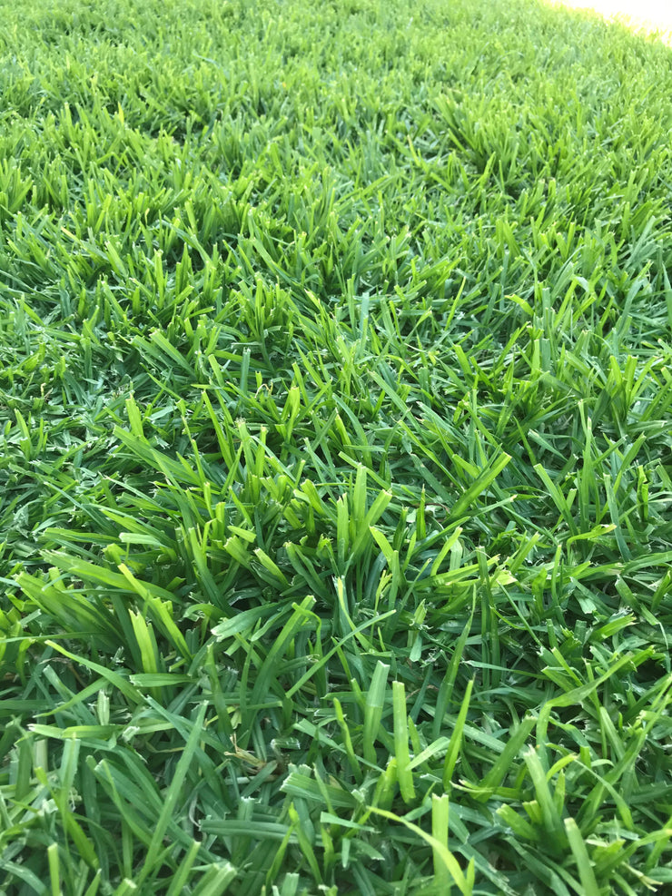Kikuyu Lawn / Grass Seed
