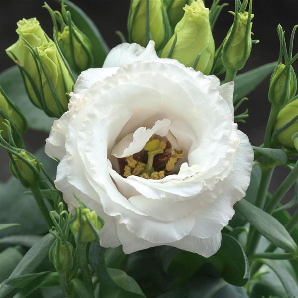 Lisianthus Pot Julietta White Feature flowers particularly suited to