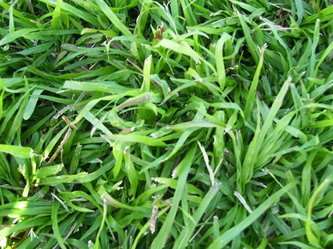 LM Berea Lawn / Grass Seed