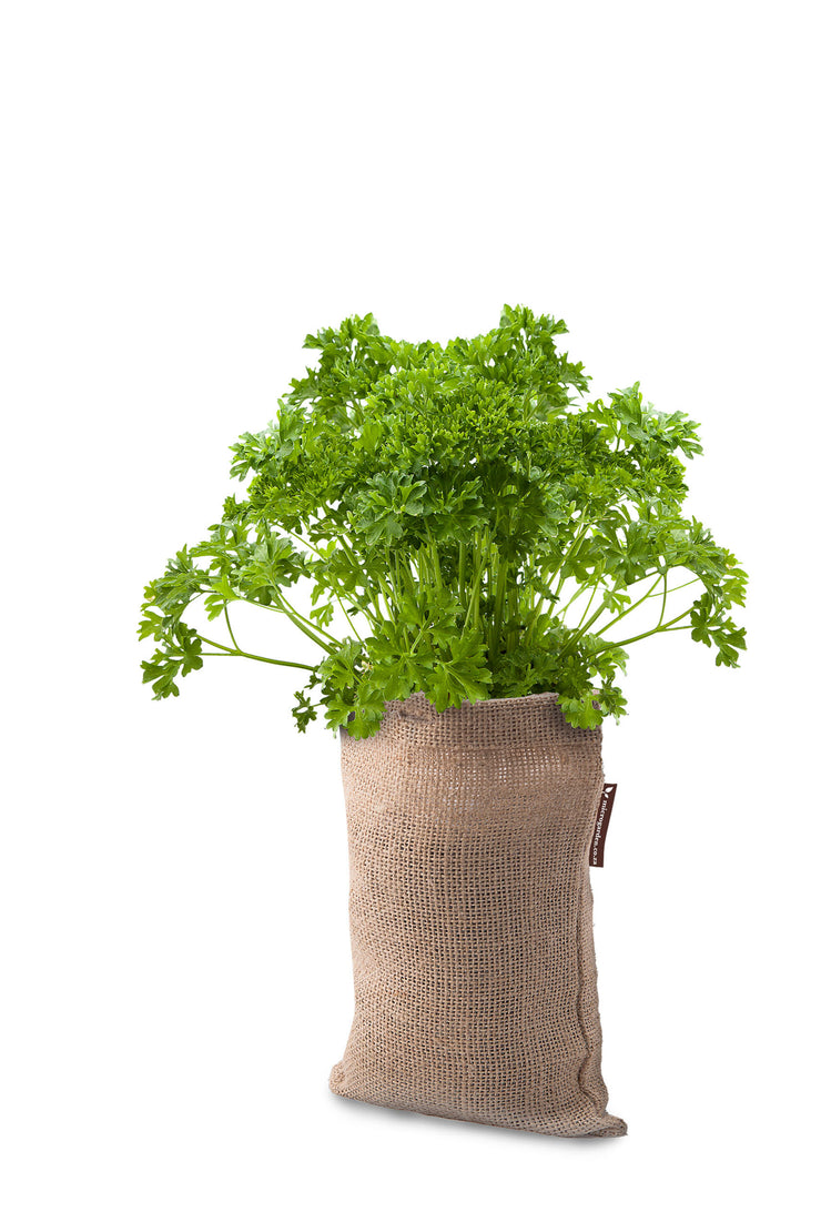 Microgarden Grow Bag, Growing Substrate and Parsley herb seeds