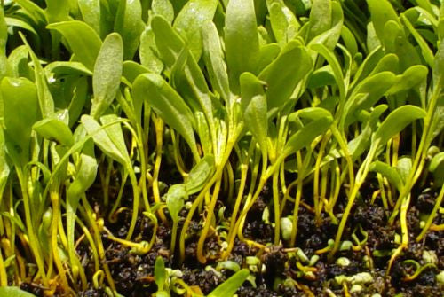 Green Swiss Chard - Microgreen Seeds