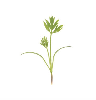 Carrot - Microgreen Seeds