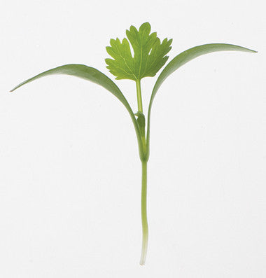 Coriander - Microgreen Seeds