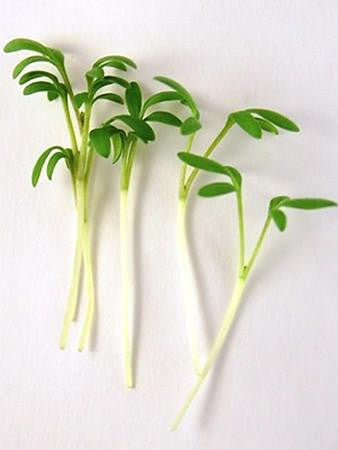 Cress - Microgreen Seeds