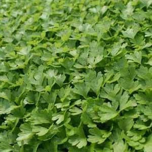 Celery - Microgreen Seeds