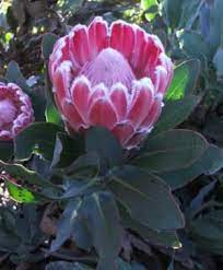 Protea Magnifica - Indigenous South African Protea - 5 Seeds